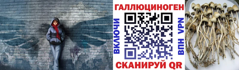 Галлюциногенные грибы Psilocybe  закладки  Сарапул 